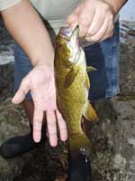 You want bass?