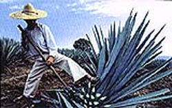 Agave Cactus